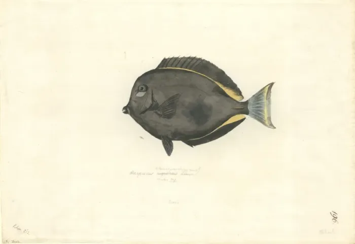 Framed Print : Acanthurus nigricans, gold rim tang Framed Print : Acanthurus nigricans, gold rim tang