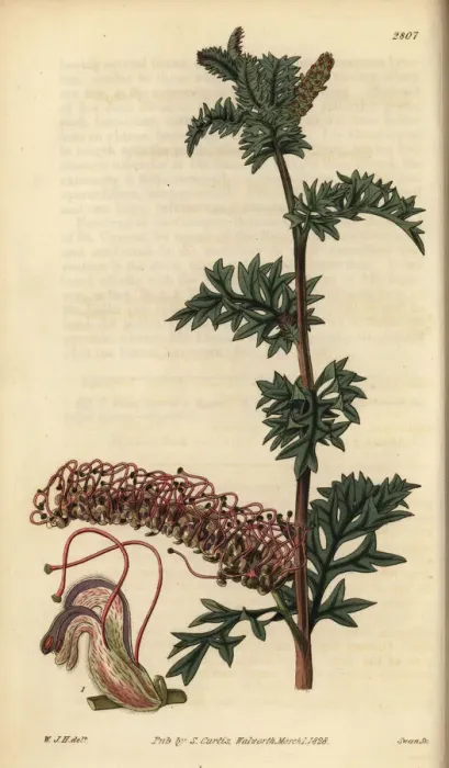 Framed Print : Acanthus-leaved grevillea, Grevillea acanthifolia Framed Print : Acanthus-leaved grevillea, Grevillea acanthifolia