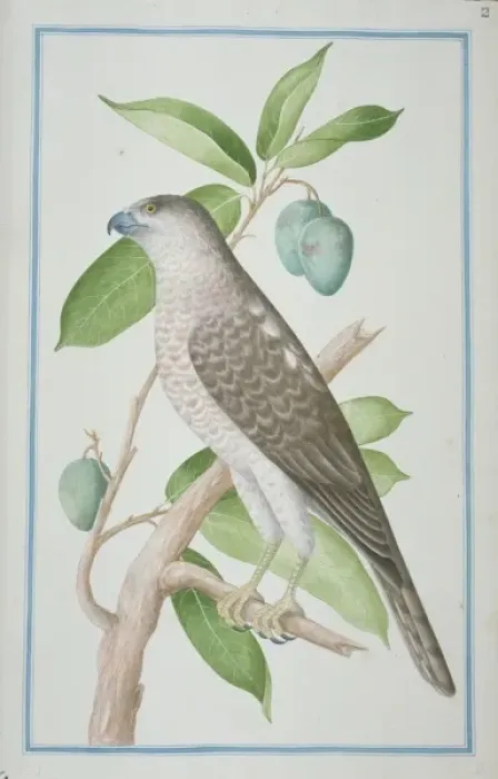 Framed Print : Accipiter badius, shikra Framed Print : Accipiter badius, shikra