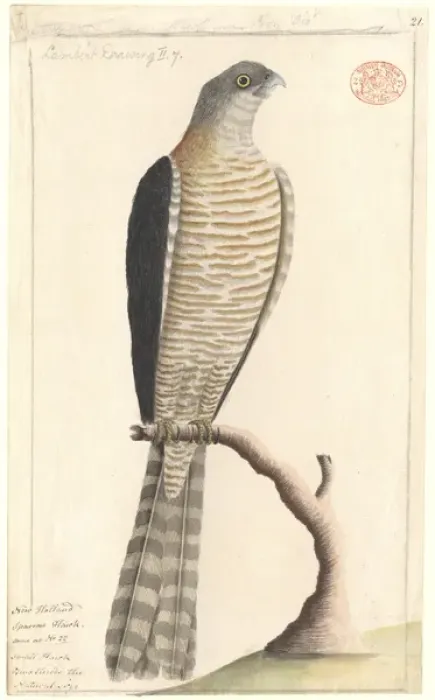 Framed Print : Accipiter cirrocephalus, collared sparrowhawk Framed Print : Accipiter cirrocephalus, collared sparrowhawk