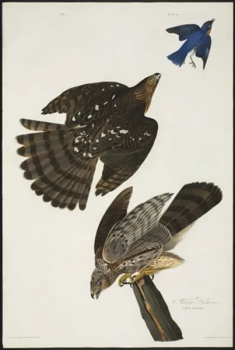 Framed Print : Accipiter cooperii, Coopers hawk Framed Print : Accipiter cooperii, Coopers hawk
