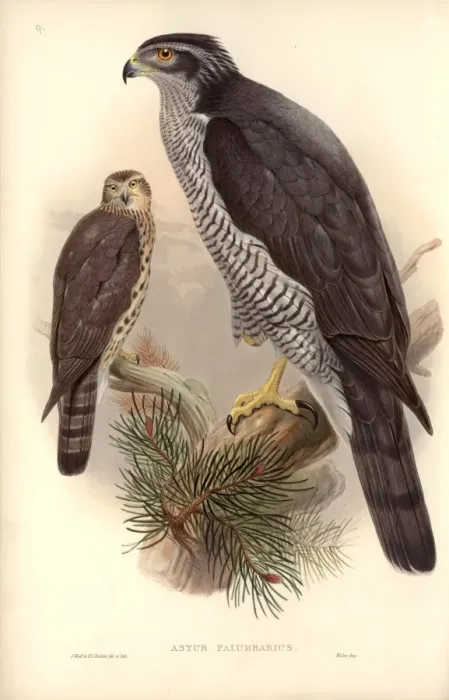 Framed Print : Accipiter gentilis, northern goshawk Framed Print : Accipiter gentilis, northern goshawk