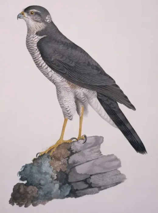 Framed Print : Accipiter nisus, Eurasian sparrowhawk Framed Print : Accipiter nisus, Eurasian sparrowhawk
