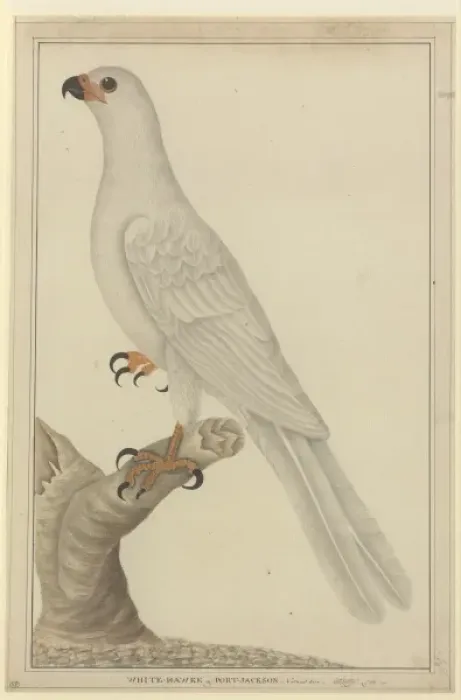Framed Print : Accipiter novaehollandiae, variable goshawk Framed Print : Accipiter novaehollandiae, variable goshawk
