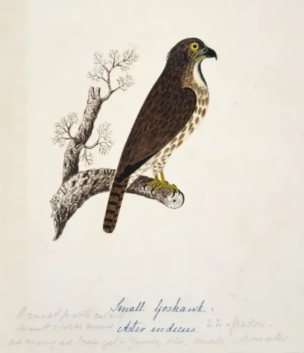 Framed Print : Accipiter trivirgatus, crested goshawk Framed Print : Accipiter trivirgatus, crested goshawk