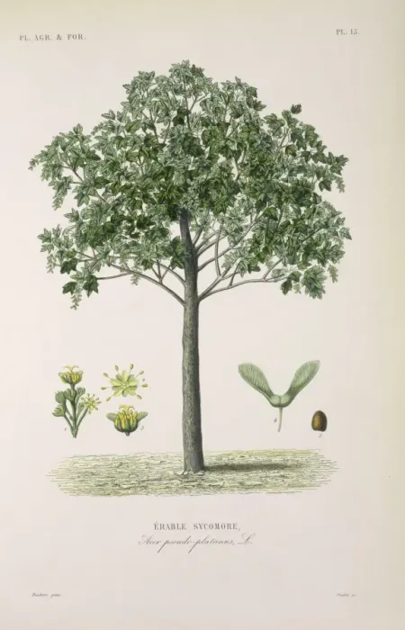Framed Print : Acer pseudoplatanus, sycamore or great maple Framed Print : Acer pseudoplatanus, sycamore or great maple