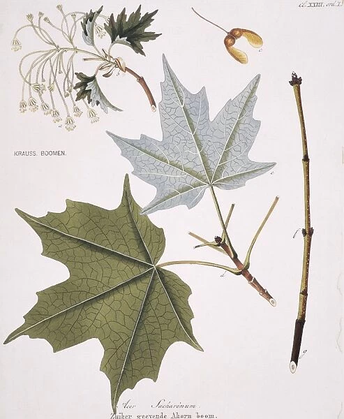Acer sacharenum, rock maple tree