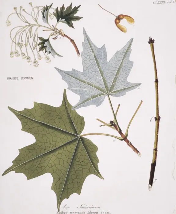 Framed Print : Acer sacharenum, rock maple tree