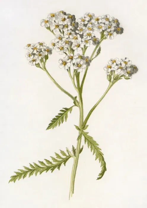 Framed Print : Achillea Millefolium Framed Print : Achillea Millefolium