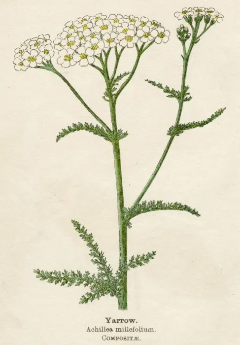 Framed Print : Achillea Millefolium Framed Print : Achillea Millefolium