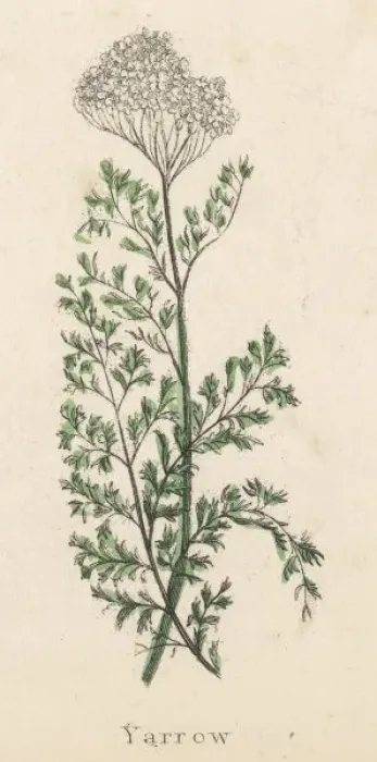 Framed Print : Achillea Millefolium Framed Print : Achillea Millefolium