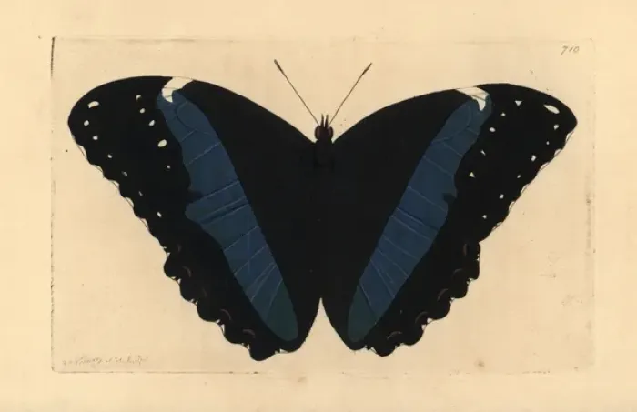 Framed Print : Achilles morpho butterfly variety, Morpho achilles var Framed Print : Achilles morpho butterfly variety, Morpho achilles var