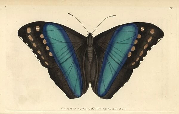 Achilles morpho or great blue-banded butterfly