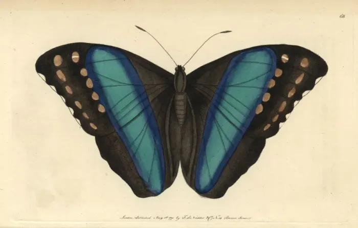 Framed Print : Achilles morpho or great blue-banded butterfly Framed Print : Achilles morpho or great blue-banded butterfly