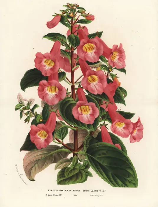 Framed Print : Achimenantha naegelioides, shining variety Framed Print : Achimenantha naegelioides, shining variety