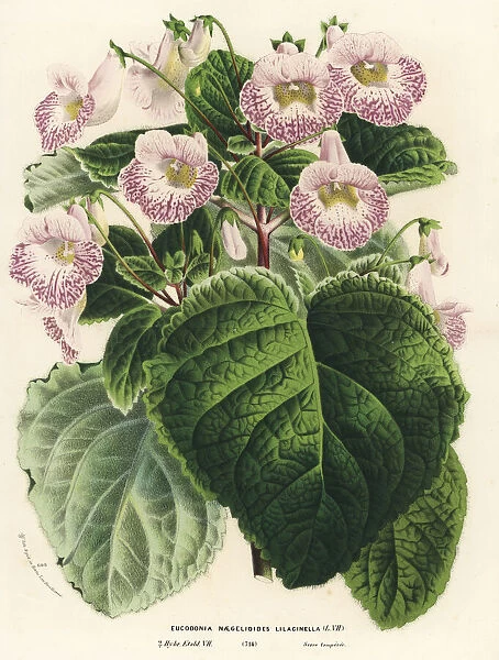 Achimenantha x naegelioides, lilac cultivar