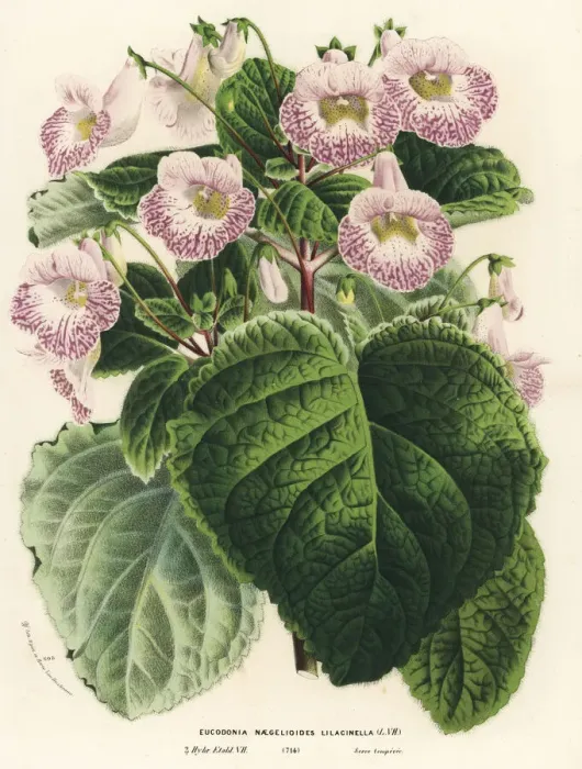 Framed Print : Achimenantha x naegelioides, lilac cultivar Framed Print : Achimenantha x naegelioides, lilac cultivar