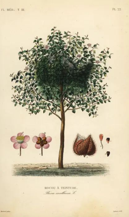 Framed Print : Achiote or lipstick tree, Bixa orellana Framed Print : Achiote or lipstick tree, Bixa orellana
