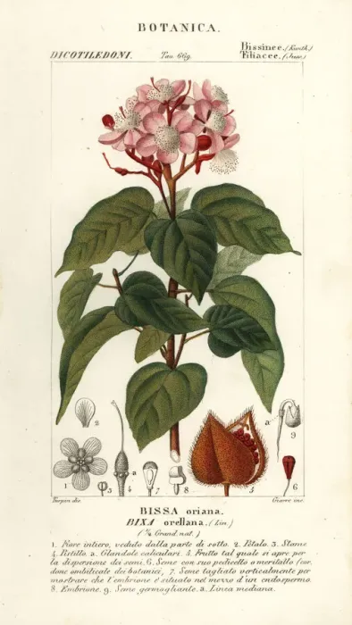 Framed Print : Achiote or lipstick tree, Bixa orellana Framed Print : Achiote or lipstick tree, Bixa orellana