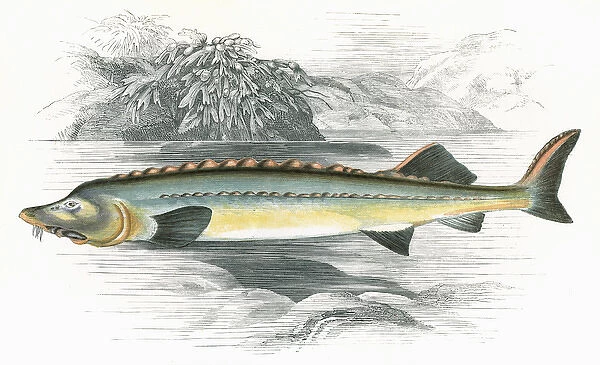 Acipenser Huso, or Beluga sturgeon