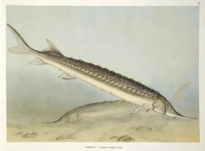 Framed Print : Acipenser stellatus, star sturgeon Framed Print : Acipenser stellatus, star sturgeon