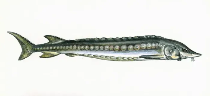 Framed Print : Acipenser sturio, or European sea sturgeon Framed Print : Acipenser sturio, or European sea sturgeon