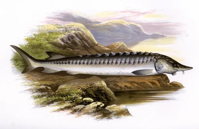 Framed Print : Acipenser sturio, or European sea sturgeon Framed Print : Acipenser sturio, or European sea sturgeon