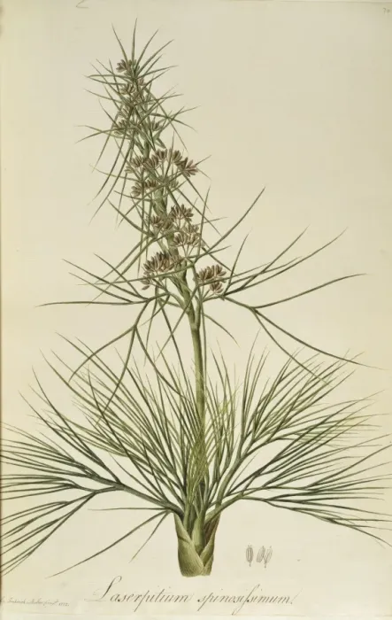 Framed Print : Aciphylla squarrosa, speargrass Framed Print : Aciphylla squarrosa, speargrass