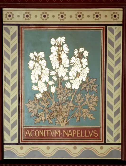 Framed Print : Aconitum napellus, monkshood Framed Print : Aconitum napellus, monkshood