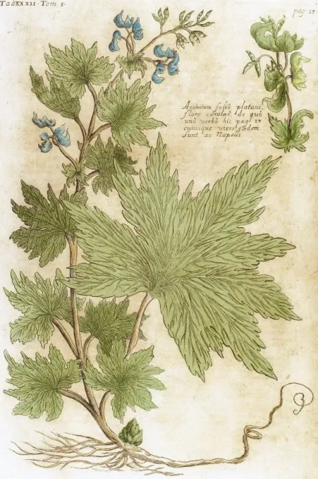 Framed Print : Aconitum. Seventeenth-century engraving in Bibliotheca Phar Framed Print : Aconitum. Seventeenth-century engraving in Bibliotheca Phar