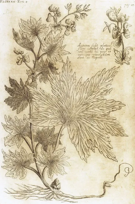 Framed Print : Aconitum. Seventeenth-century engraving in Bibliotheca Phar Framed Print : Aconitum. Seventeenth-century engraving in Bibliotheca Phar