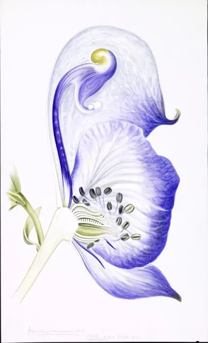 Framed Print : Aconitum variegatum, monkshood Framed Print : Aconitum variegatum, monkshood