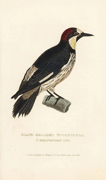 Acorn woodpecker, Melanerpes formicivorus