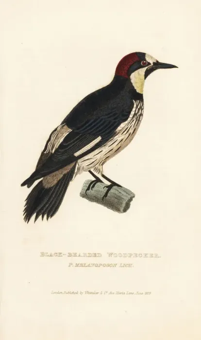 Framed Print : Acorn woodpecker, Melanerpes formicivorus Framed Print : Acorn woodpecker, Melanerpes formicivorus