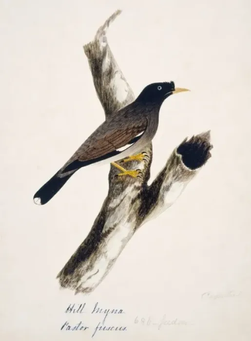 Framed Print : Acridotheres fuscus, jungle myna Framed Print : Acridotheres fuscus, jungle myna