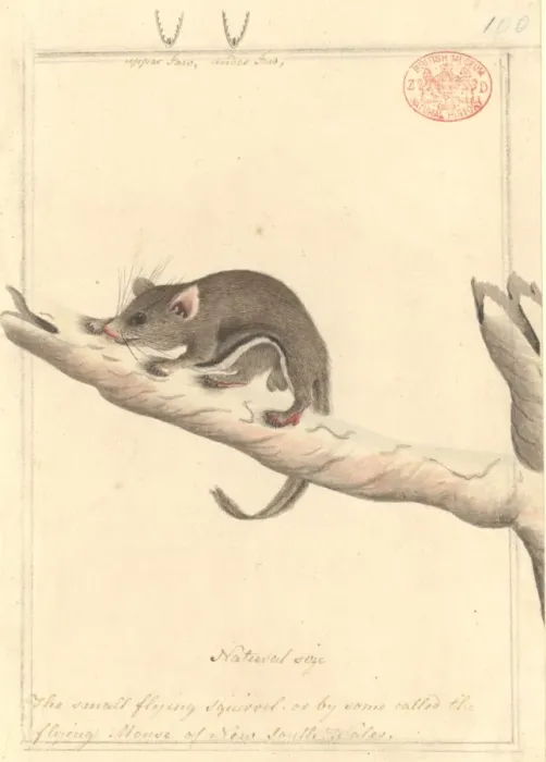 Framed Print : Acrobates pygmaeus, pygmy glider