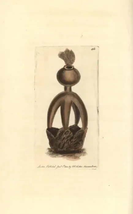Framed Print : Acrobatic earthstar, Geastrum fornicatum Framed Print : Acrobatic earthstar, Geastrum fornicatum