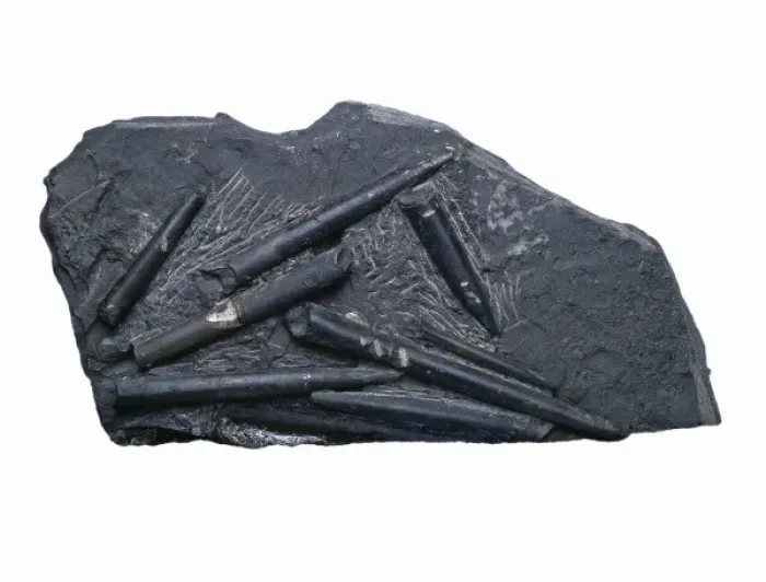 Framed Print : Acroceolites subtenius, belemnites Framed Print : Acroceolites subtenius, belemnites
