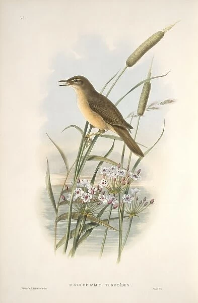 Acrocephalus arundinaceus, great reed warbler