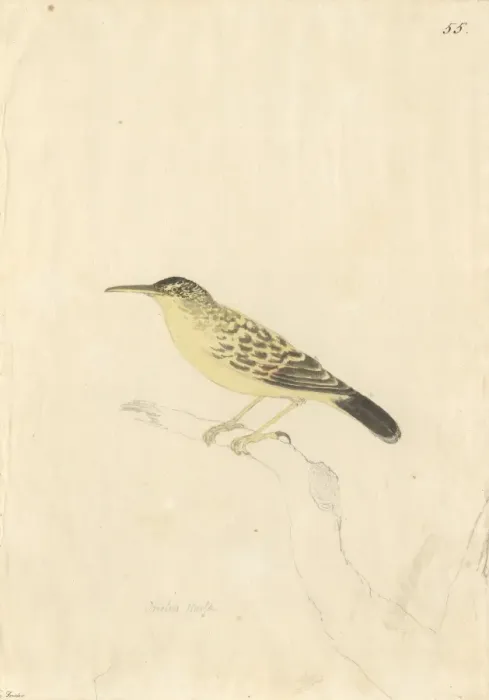 Framed Print : Acrocephalus caffer, long-billed reed warbler Framed Print : Acrocephalus caffer, long-billed reed warbler