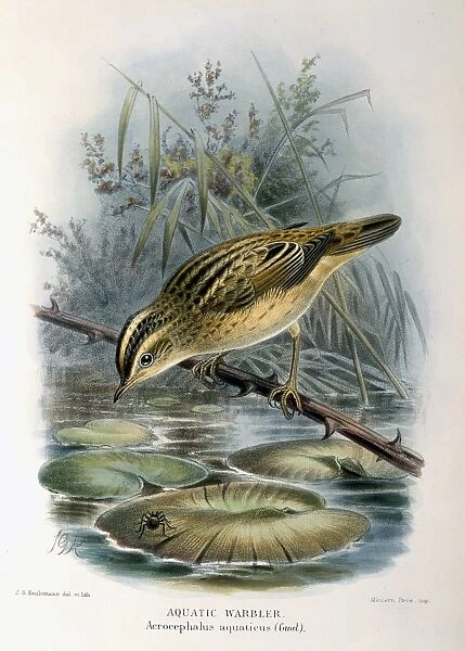 Acrocephalus paludicola, aquatic warbler