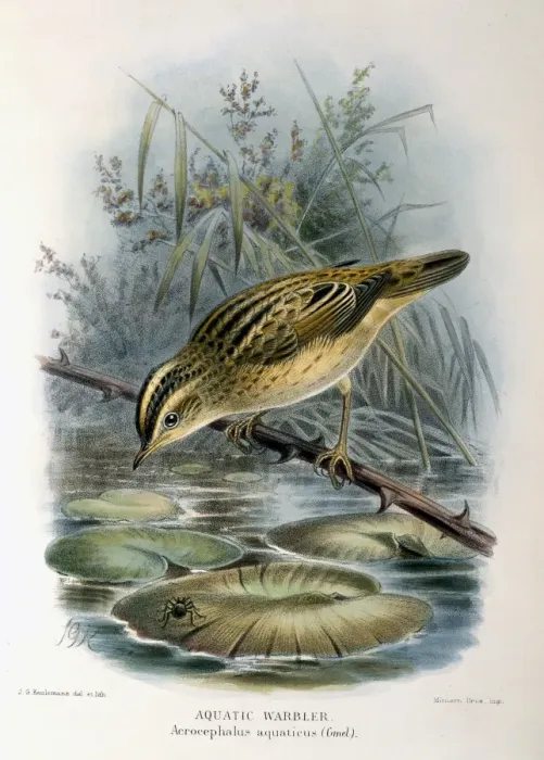Framed Print : Acrocephalus paludicola, aquatic warbler Framed Print : Acrocephalus paludicola, aquatic warbler