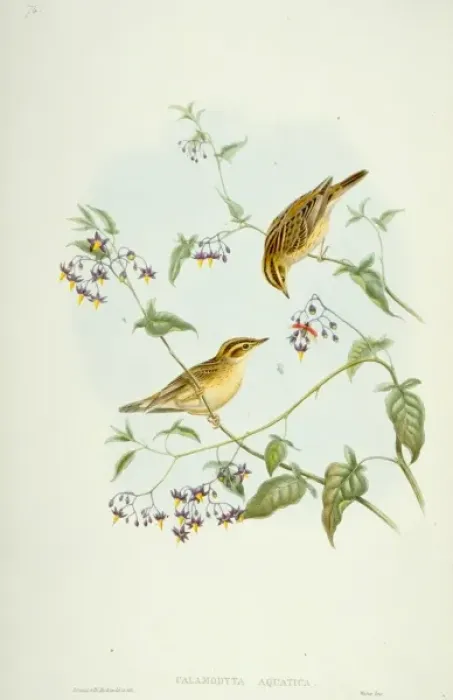 Framed Print : Acrocephalus paludicola, aquatic warbler Framed Print : Acrocephalus paludicola, aquatic warbler