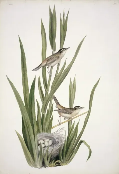 Framed Print : Acrocephalus schoenobaenus, sedge warbler Framed Print : Acrocephalus schoenobaenus, sedge warbler