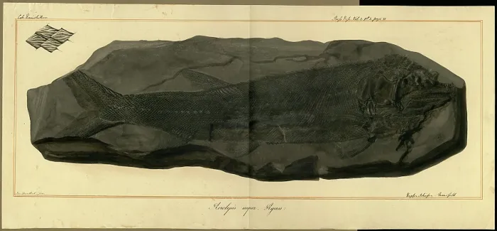 Framed Print : Acrolepis asper Agassiz Framed Print : Acrolepis asper Agassiz