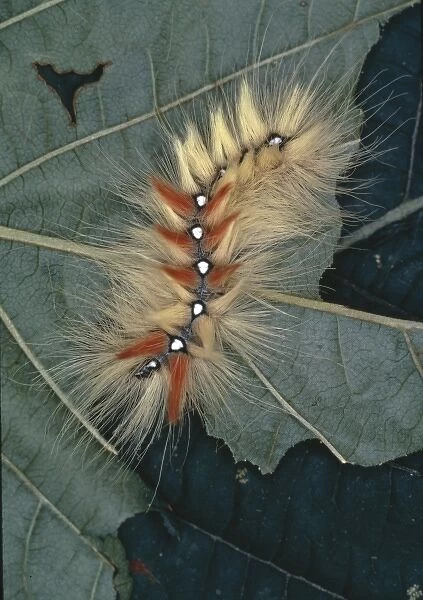 Acronicta aceris, sycamore moth caterpillar