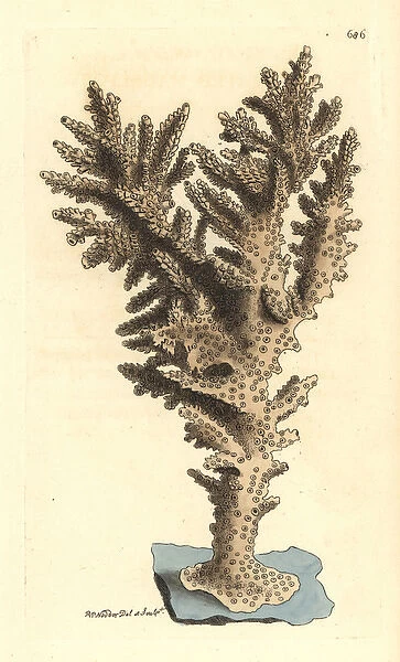 Acropora coral, Acropora danai