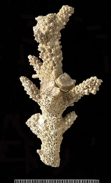 Acropora, a scleractinian coral