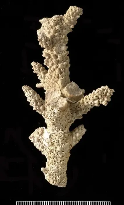 Framed Print : Acropora, a scleractinian coral Framed Print : Acropora, a scleractinian coral