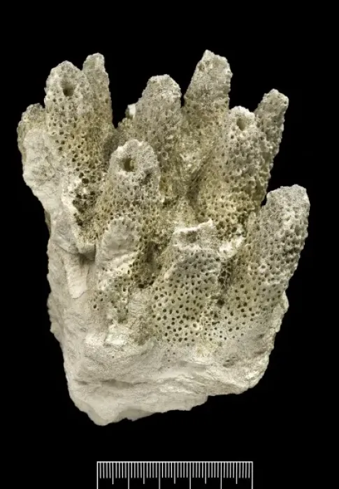 Framed Print : Acropora, Worn coral Framed Print : Acropora, Worn coral